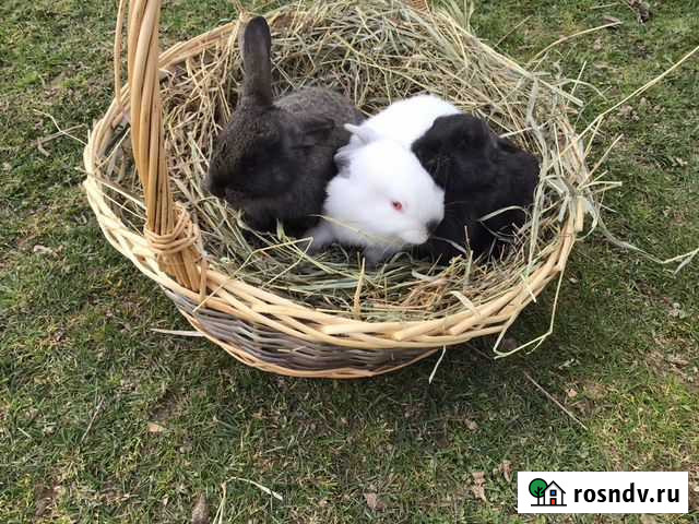 Кролики белый панон Чехов - изображение 1