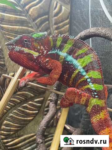 Пантеровый хамелеон Иркутск - изображение 1
