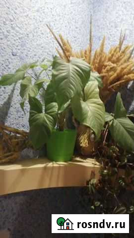 Комнатные растения Аксай - изображение 1