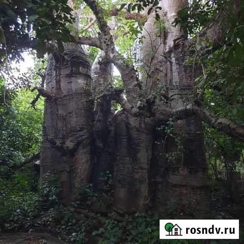 Семена баобаба Москва - изображение 1