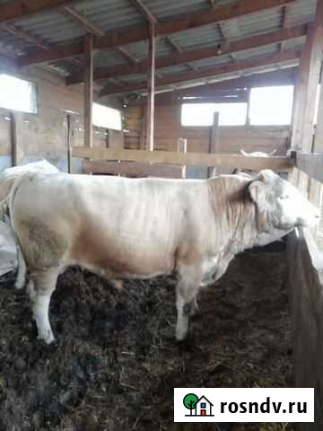 Быки Романовская - изображение 1