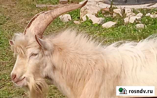 Козел зааненский Пермь - изображение 1