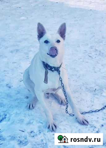 Пёс (собака, кобель) Белый, привит, кастрирован Тамбов - изображение 1