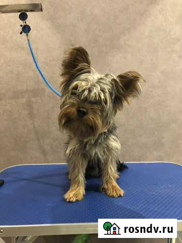 Стрижка собак грумер Петропавловск-Камчатский - изображение 1