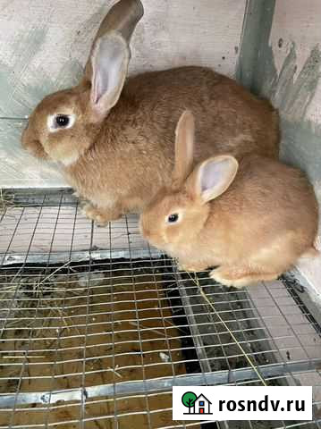 Кролики «Бургундия» Фрязино - изображение 1