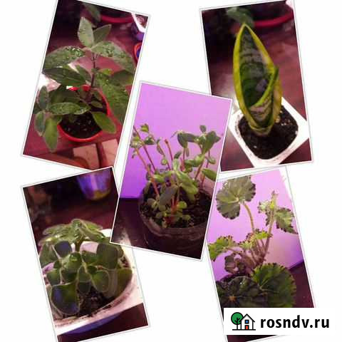 Комнатные цветы по 50руб Альметьевск - изображение 1