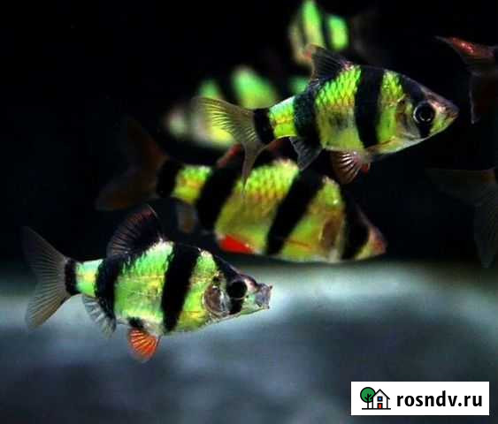 Барбусы Хабаровск - изображение 1