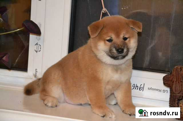 Щенки сиба шиба ину цена договорная Воронеж - изображение 1