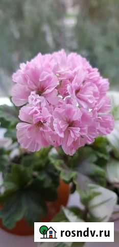 Пеларгония odensjo black mamba Новозыбков - изображение 1