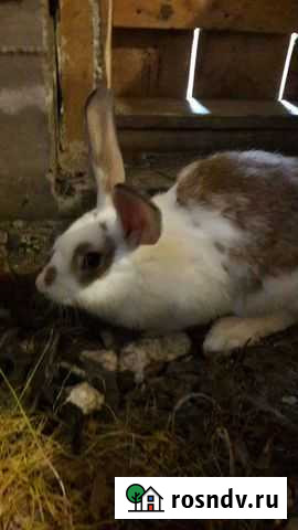 Кролики Чусовой - изображение 1