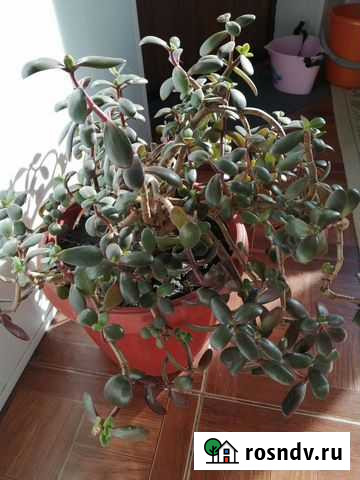 Денежное дерево толстянка Дубовое - изображение 1