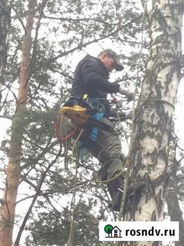 Удаление и кронирование деревьев Мытищи - изображение 1