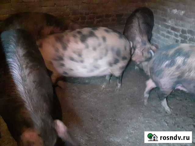 Свиньи Гигант - изображение 1