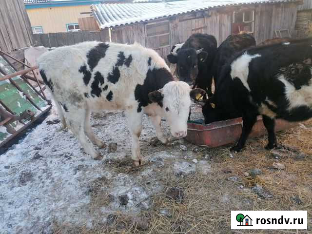 Жеребенок, тёлочки, бычек Краснохолмский - изображение 1