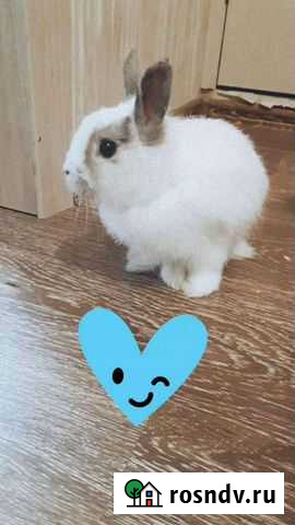 Декоративные кролики Челябинск - изображение 1