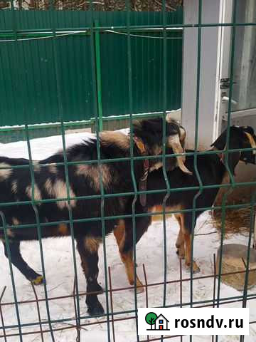 Англо нубийский козел 100 Судогда - изображение 1