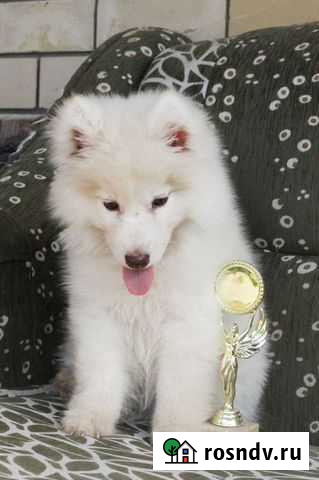 Минихаски Волгодонск - изображение 1