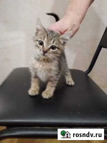 Котенок мальчик ищет дом Курск - изображение 1