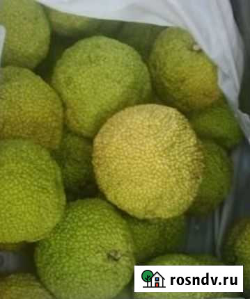 Маклюра Адамово яблоко Георгиевск - изображение 1