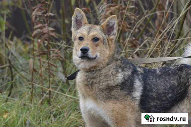 Собака в добрые руки Северодвинск - изображение 1