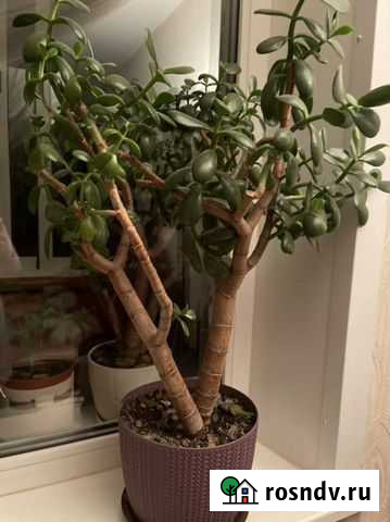 Крассула толстянка Подольск - изображение 1