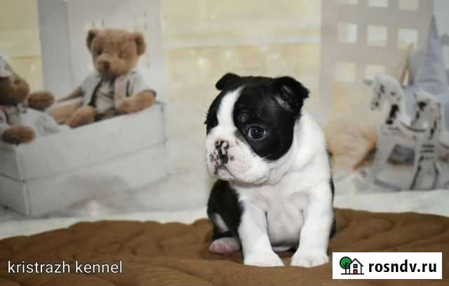 Бостон терьер Котельники - изображение 1