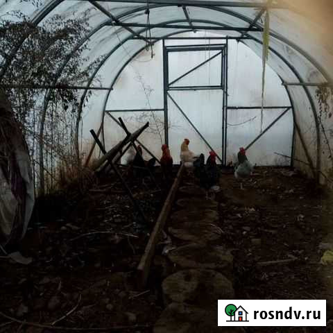 Петрушки этого года готовы к работе Лукино - изображение 1