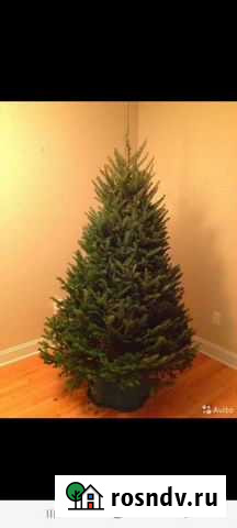 Ель обыкновенная Балашиха - изображение 1