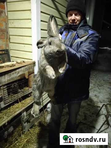 Самец Фландр Городец - изображение 1