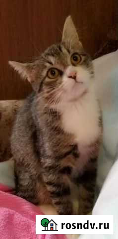 Котёнок в добрые руки Санкт-Петербург - изображение 1