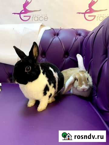 Декоративные кролики Санкт-Петербург - изображение 1