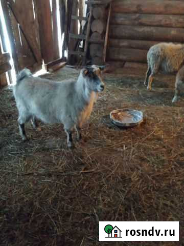 Коза и овцы Тугулым - изображение 1