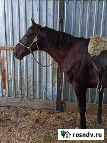 Жеребец Каменномостский - изображение 1