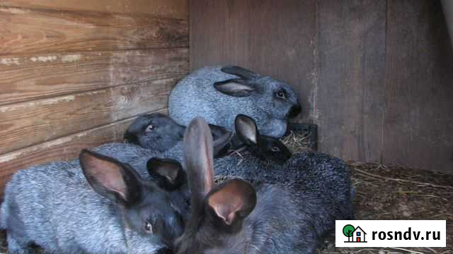 Кролик-акселерат серебристый (михайловской фермы) Толмачево - изображение 1