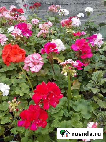 Пеларгония зональная Владикавказ - изображение 1