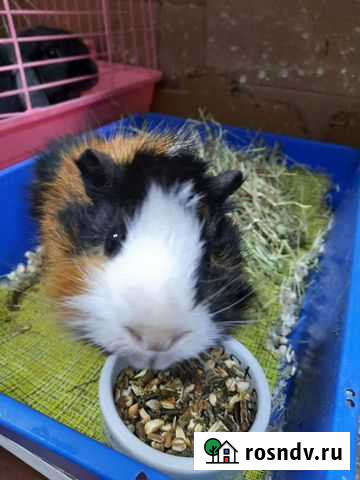 Морские свинки, скинни Мурманск - изображение 1