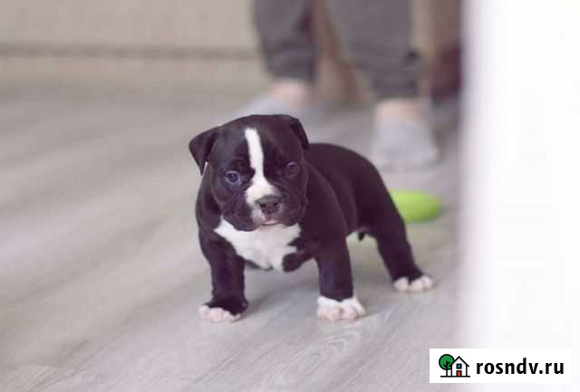Американский булли покет Развилка - изображение 1