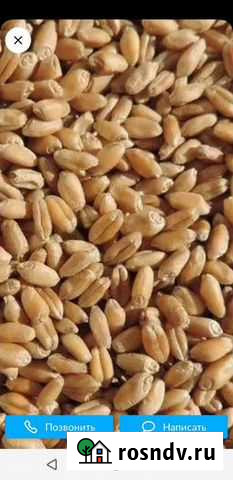 Зерно пшеница ячмень Муслюмово - изображение 1