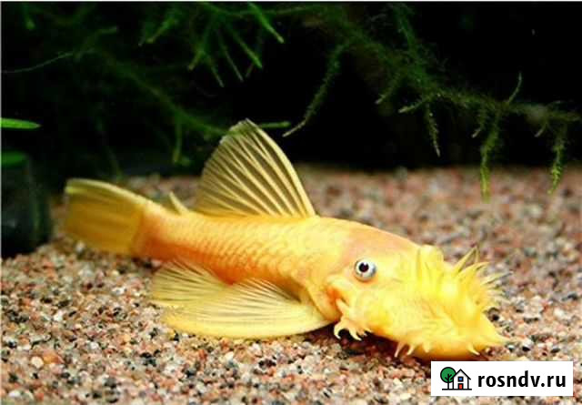 Анцитрус Золотой Московский - изображение 1