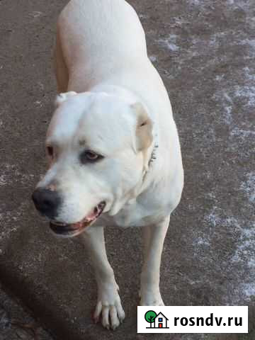 Алабайка Великий Новгород - изображение 1