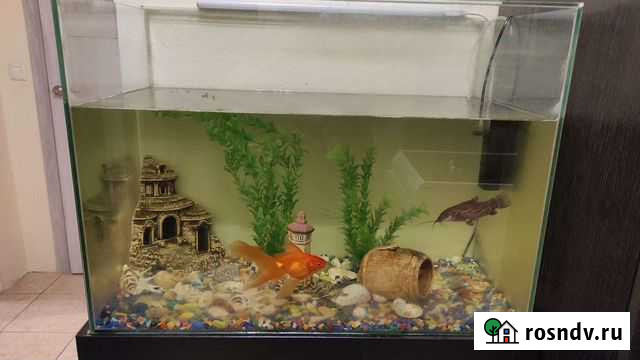 Аквариум Новое Девяткино - изображение 1