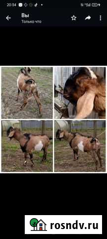 Нубийские козы Раменское - изображение 1