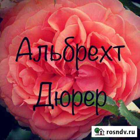 Саженцы роз. Выращиваем сами. Оптом Звенигород
