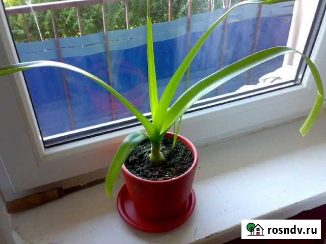 Лекарственные комнатные растения Великие Луки - изображение 1