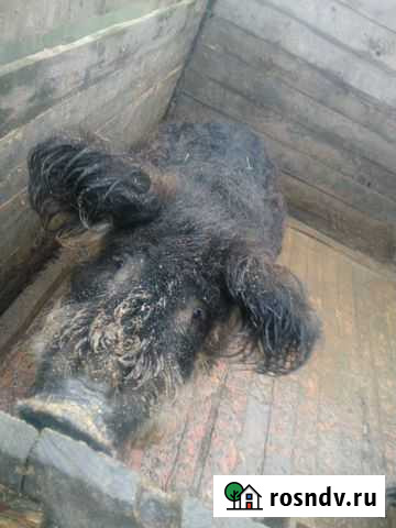 Продается хряк Унеча - изображение 1