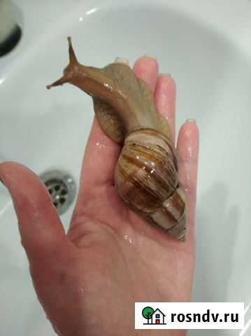 Улитка Оренбург - изображение 1