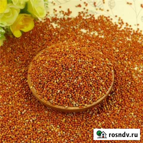 Семена просо красная Уфа - изображение 1