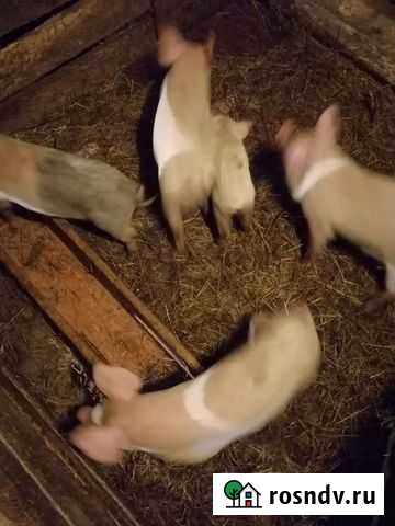 Поросята Красный - изображение 1