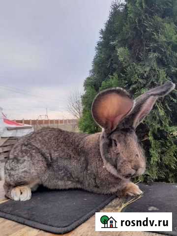 Кролики на племя Ленина - изображение 1