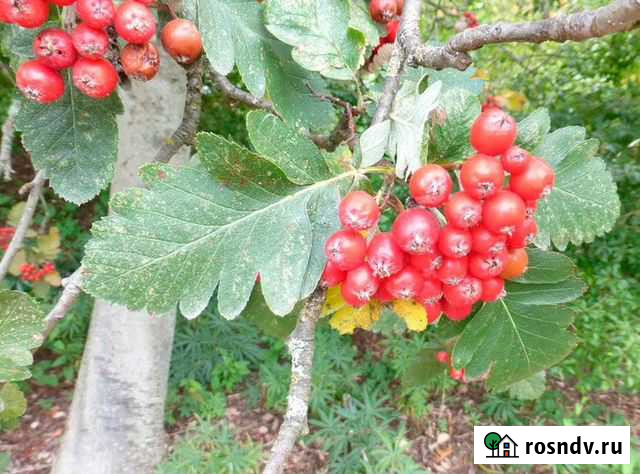 Рябина дуболистная (семена) Волгоград - изображение 1